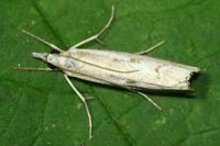 Agriphila geniculea