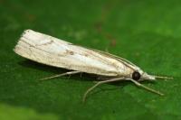 Agriphila geniculea