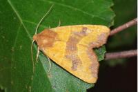 Atethmia centrago