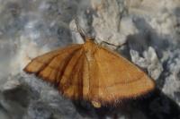 Idaea flaveolaria