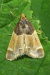 Pyralis farinalis