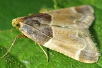 Pyralis farinalis