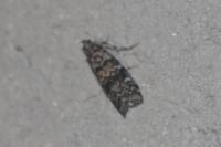 Dioryctria