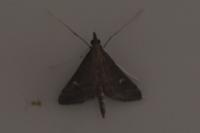 Dolicharthria punctalis