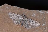 Eupithecia inturbata