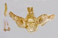 Eupithecia inturbata