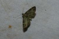 Pasiphila rectangulata