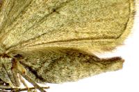 Aplocera plagiata