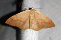Hylaea fasciaria