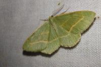 Hylaea fasciaria