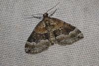 Perizoma bifaciata