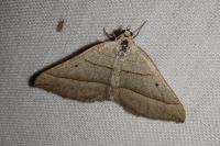 Scotopteryx luridata