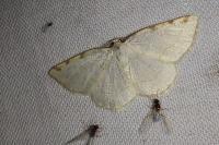 Stegania trimaculata