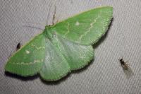 Thetidia smaragdaria