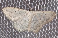 Scopula marginepunctata