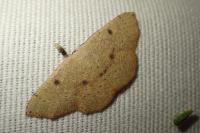 Cyclophora puppillaria