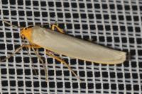 Eilema caniola