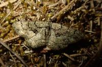 Peribatodes ilicaria ilicaria