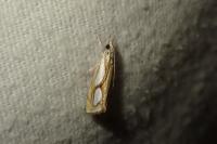 Catoptria pinella