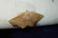 Gerinia honoraria