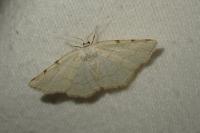 Stegania trimaculata