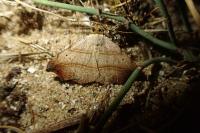 Laspeyria flexula