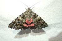 Catocala coniuncta