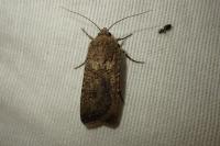 Agrotis segetum