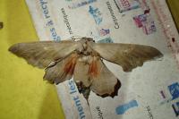 Laothoe populi