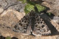 Anarta melanopa