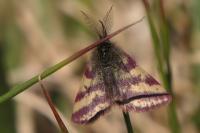 Lythria plumularia