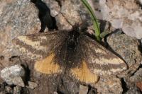 Lythria plumularia