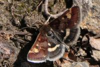 Pyrausta porphyralis