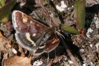Pyrausta porphyralis