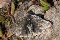 Metaxmeste phrygialis