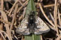 Metaxmeste phrygialis