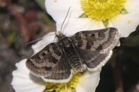 Metaxmeste schrankiana