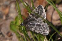 Asarta aethiopella