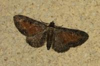 Eupithecia icterata