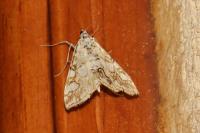 Elophila nymphaeata