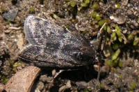 Asarta aethiopella