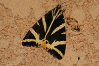 Euplagia quadripunctaria