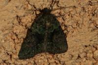 Cryphia algae