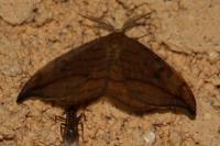 Drepana falcataria