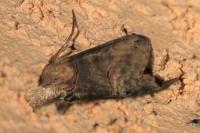 Abrostola triplasia