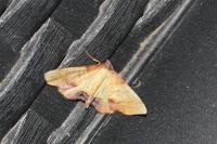 Plagodis dolabraria