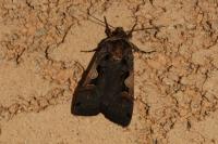 Xestia c-nigrum