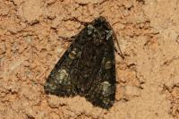 Craniophora ligustri