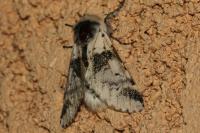 Furcula bicuspis