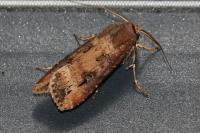 Agrotis ipsilon